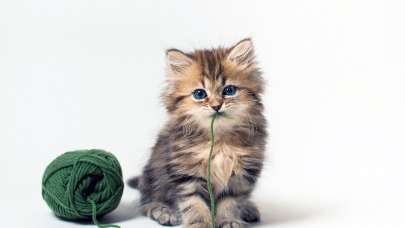 fluffy kitten with yarn