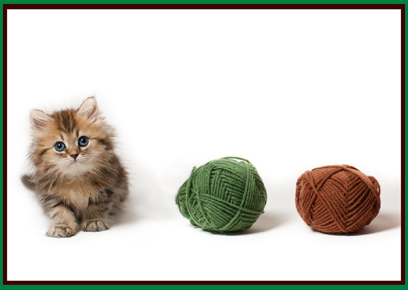 Fluffy Kitten with Yarn — White, Calm, Photograph
