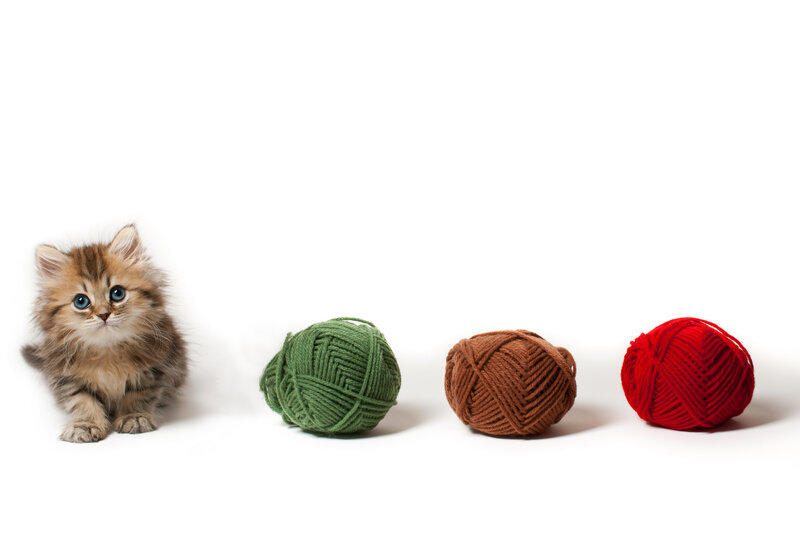 Fluffy Kitten with Yarn — White, Innocent, Photograph