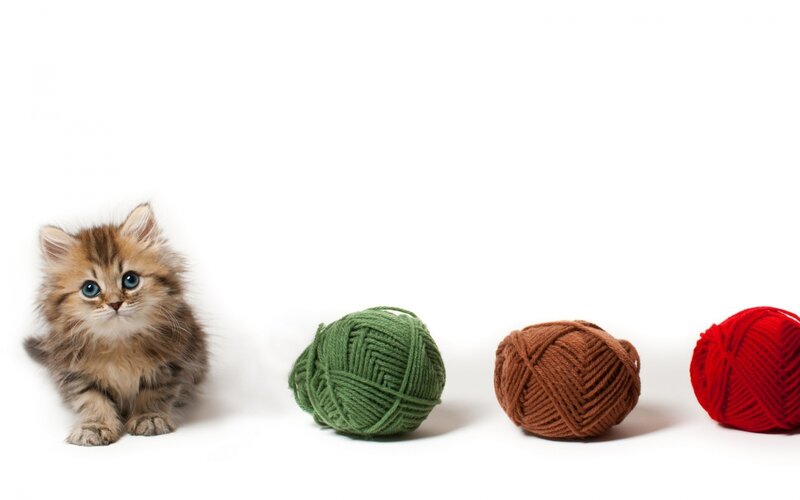 Fluffy Kitten with Yarn — White, Innocent, Photograph, Yarn Balls