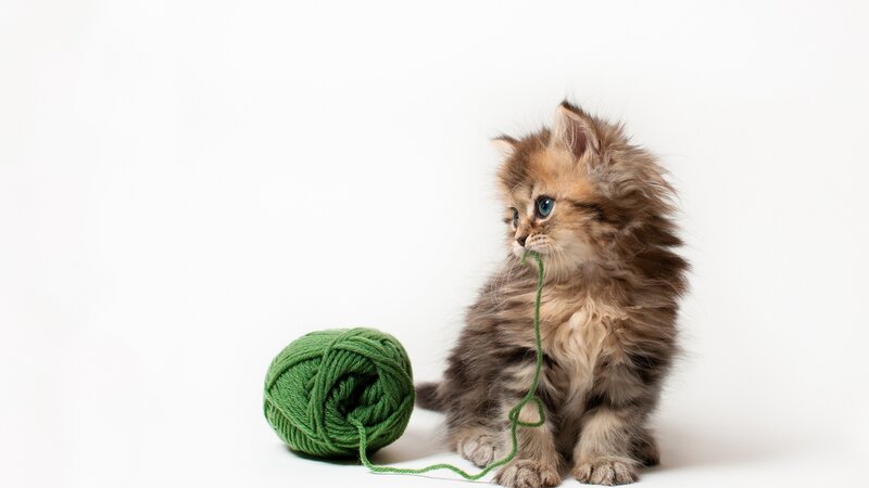 Fluffy Kitten with Yarn — White, Playful, Photograph