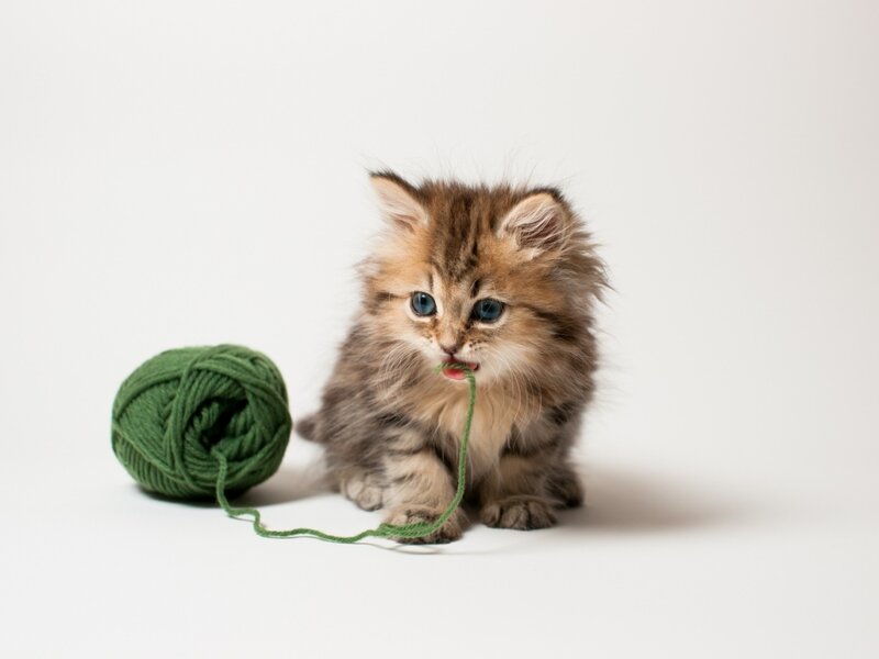 Fluffy Kitten with Yarn — White, Playful, Photograph, Yarn Ball, String