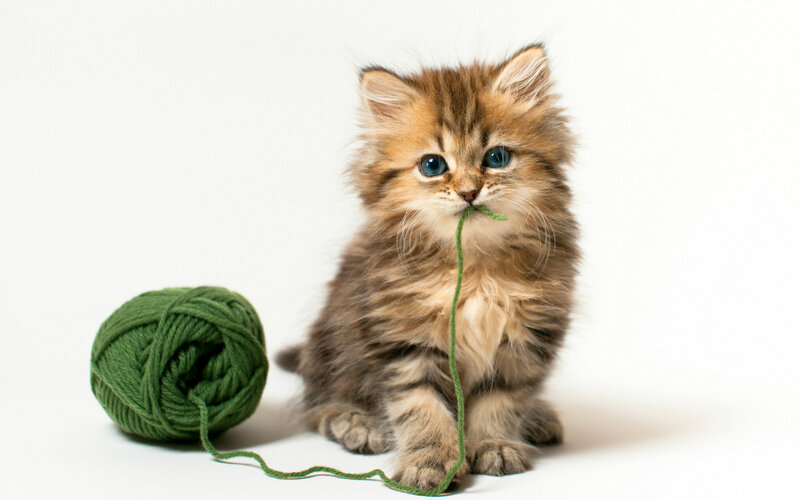 Fluffy Kitten with Yarn — White, Playful