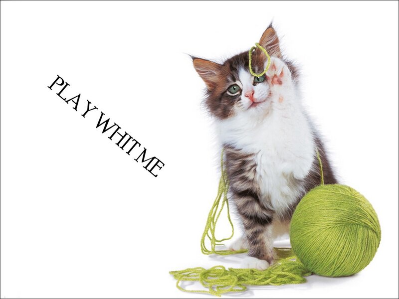 Fluffy Kitten with Yarn — White
