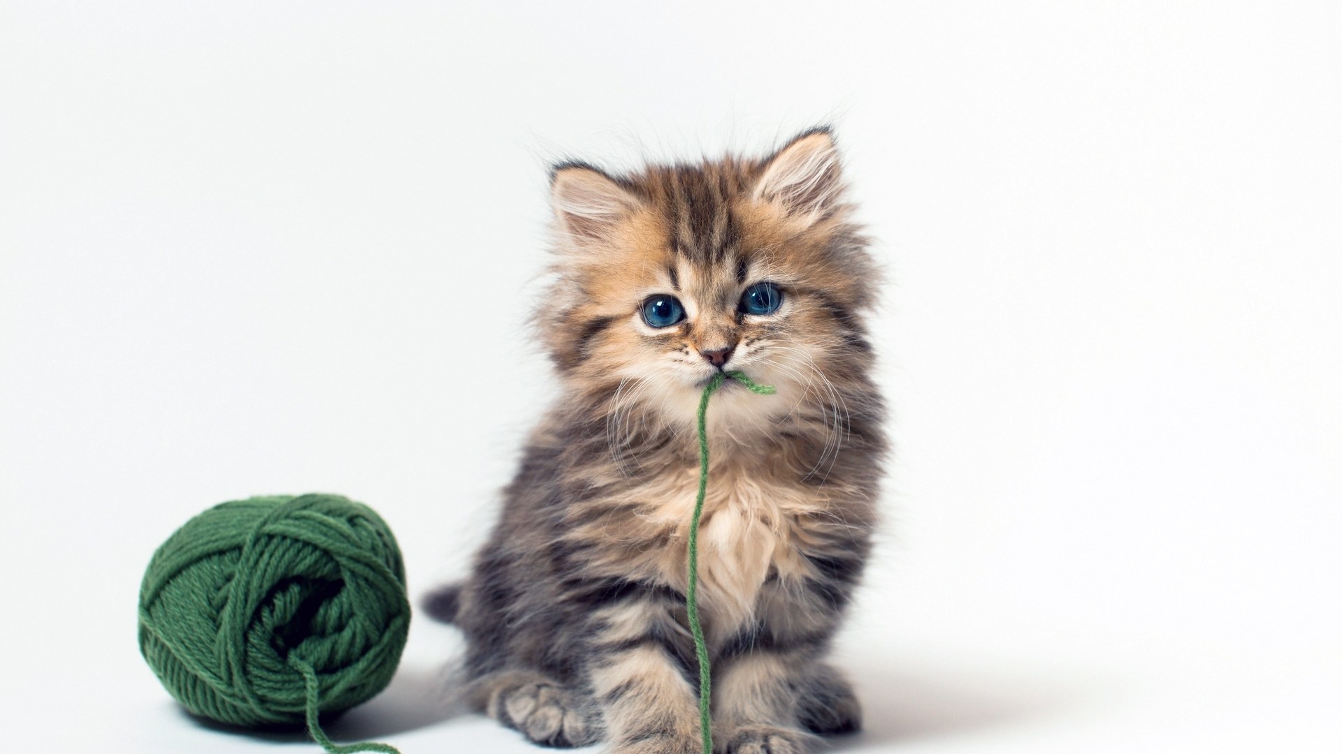 fluffy kitten with yarn