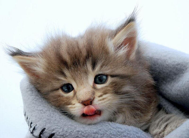 Fluffy Kitten Wrapped in Blanket