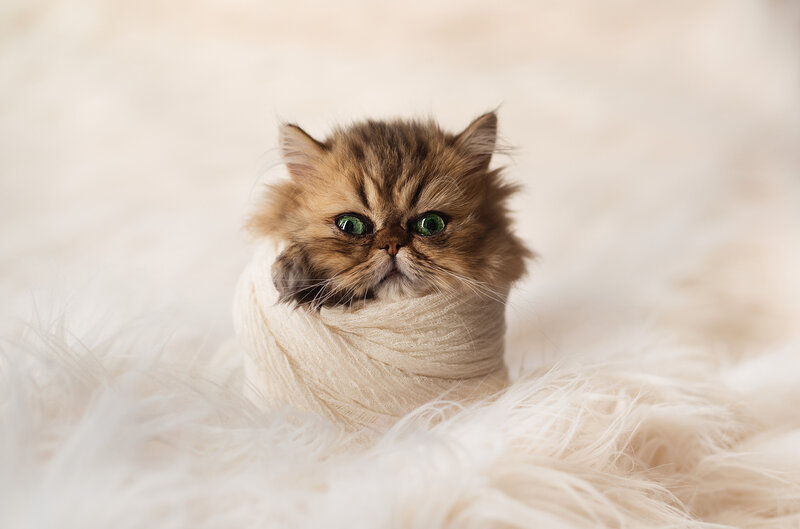 Fluffy Kitten Wrapped in Cloth