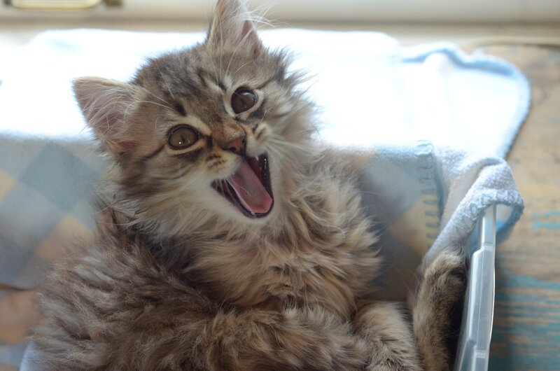 fluffy kitten yawning