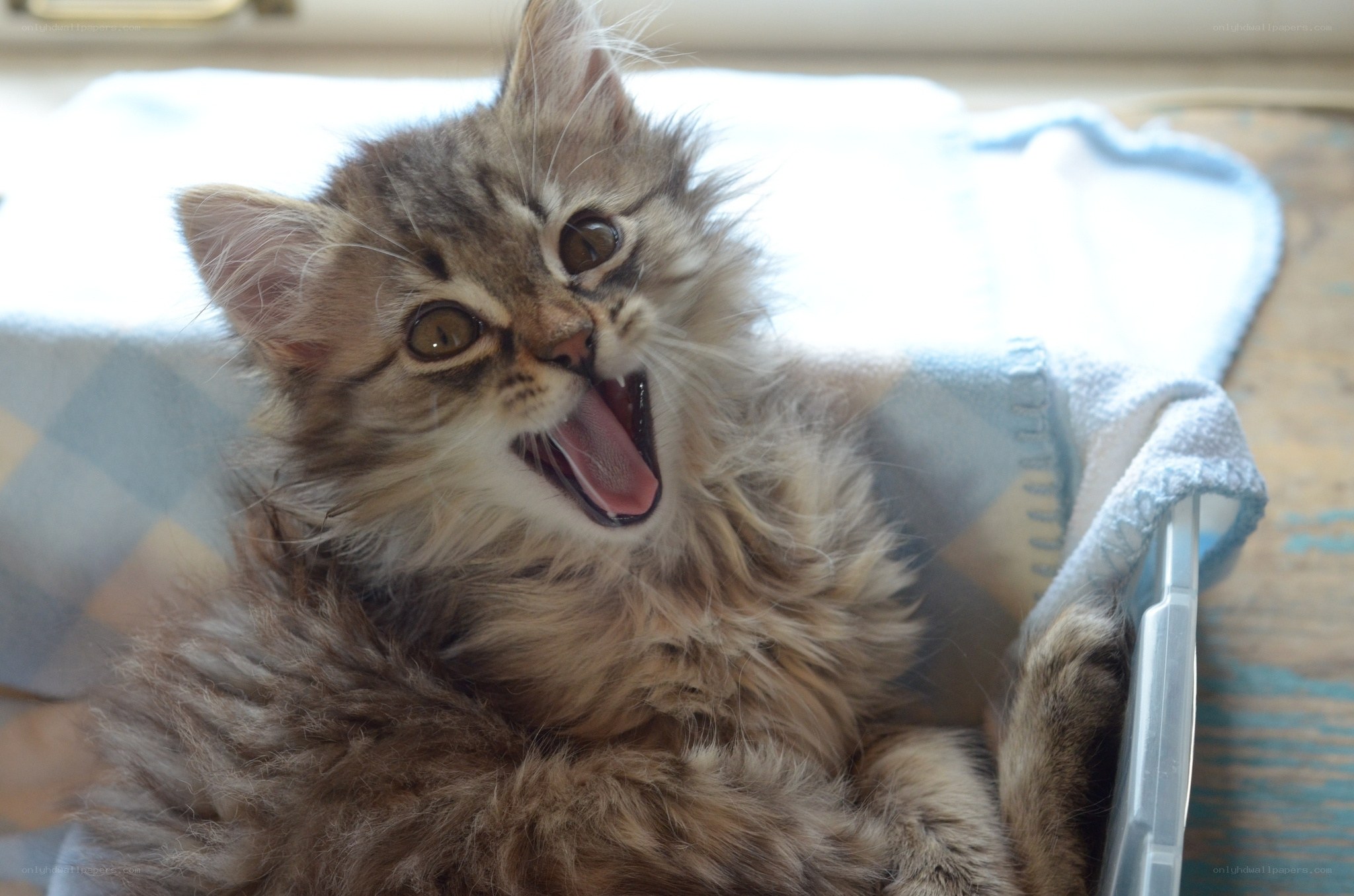 fluffy kitten yawning