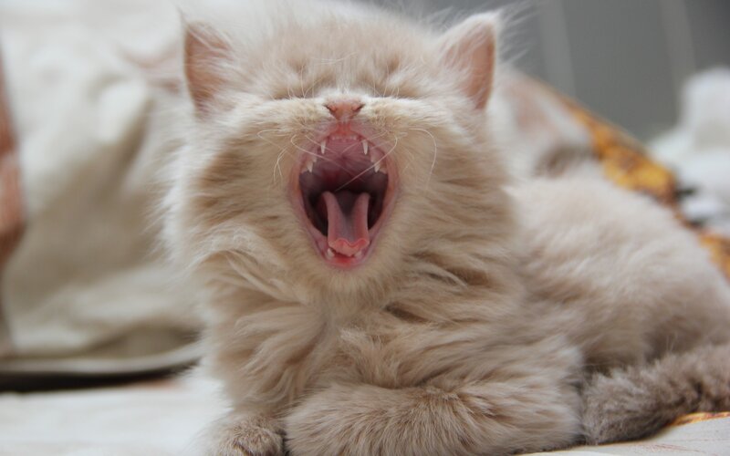 fluffy kitten yawning