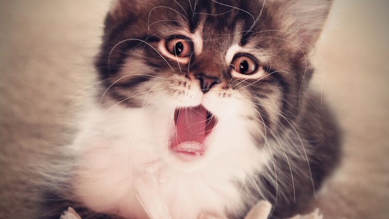 Fluffy Kitten Yawning — Brown, Calm, Photograph, Whiskers