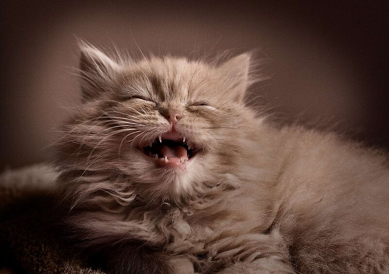Fluffy Kitten Yawning — Brown, Calm