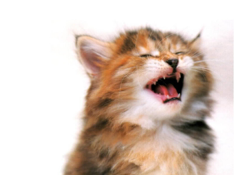 Fluffy Kitten Yawning — Brown, Neutral