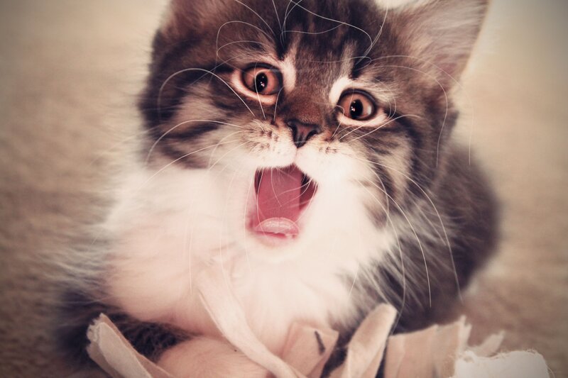 Fluffy Kitten Yawning — Brown, Playful, Photograph