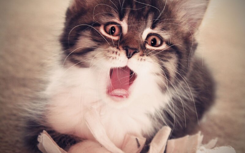 Fluffy Kitten Yawning — Brown, Playful, Photograph, Whiskers, Paper