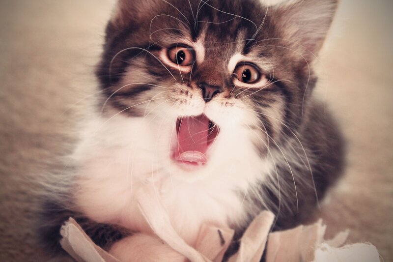 Fluffy Kitten Yawning — Brown, Playful, Photograph, Whiskers