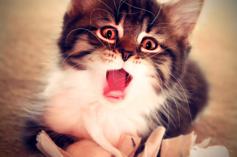 Fluffy Kitten Yawning — Brown, Playful