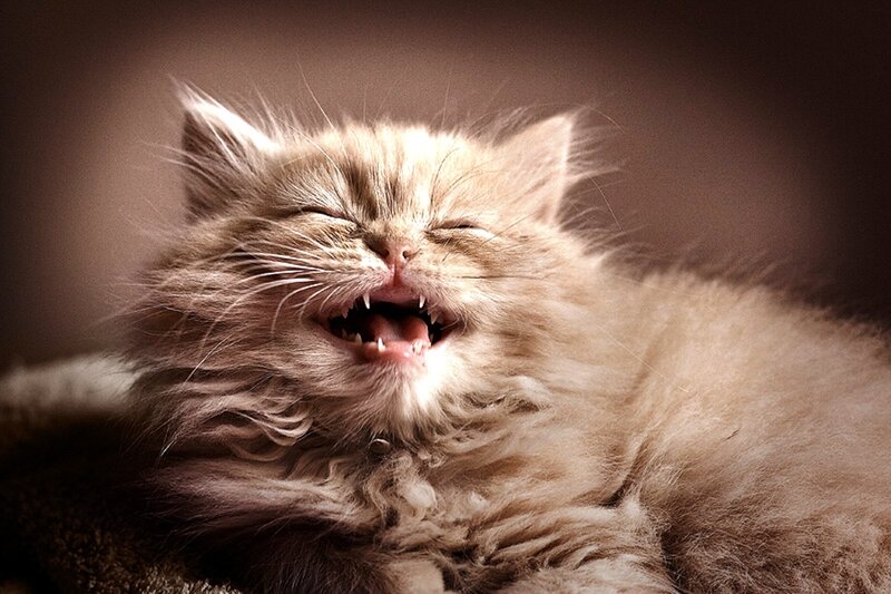 Fluffy Kitten Yawning — Brown