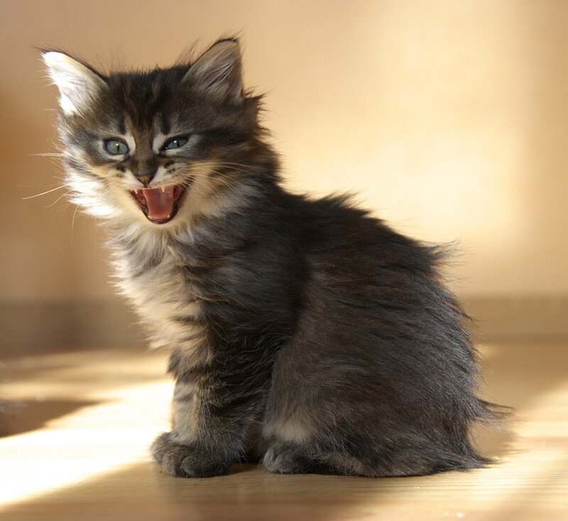 Fluffy Kitten Yawning — Gray, Calm