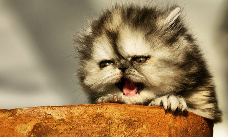 Fluffy Kitten Yawning — Gray