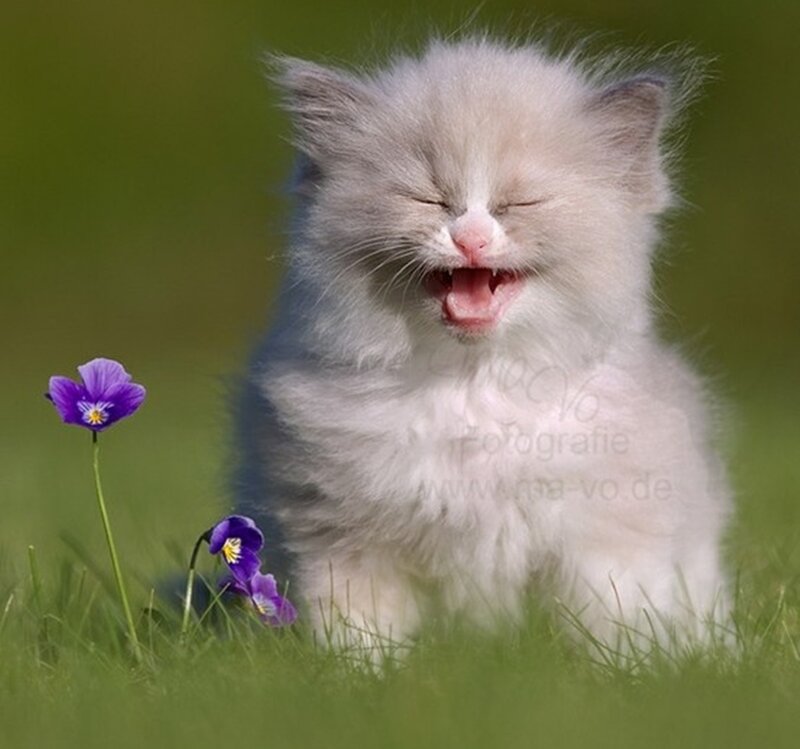 Fluffy Kitten Yawning — Green, Peaceful