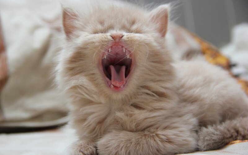 Fluffy Kitten Yawning — White, Calm, Photograph