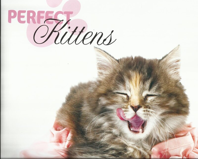 Fluffy Kitten Yawning — White, Calm