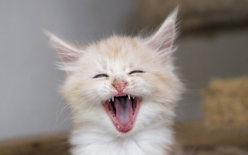 Fluffy Kitten Yawning — White, Playful