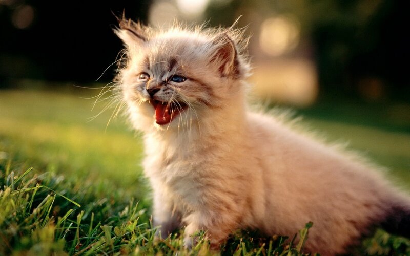 Fluffy Kitten Yawning — White
