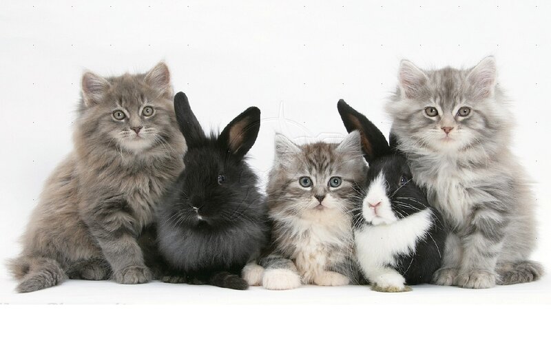 Fluffy Kittens and Rabbits