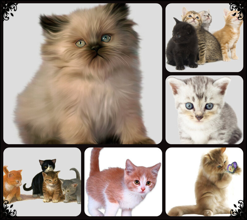 Fluffy Kittens Collage