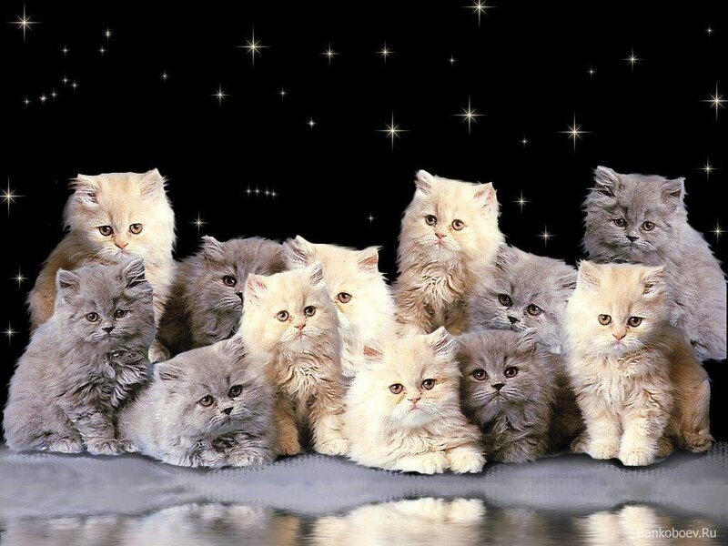 Fluffy Kittens Group