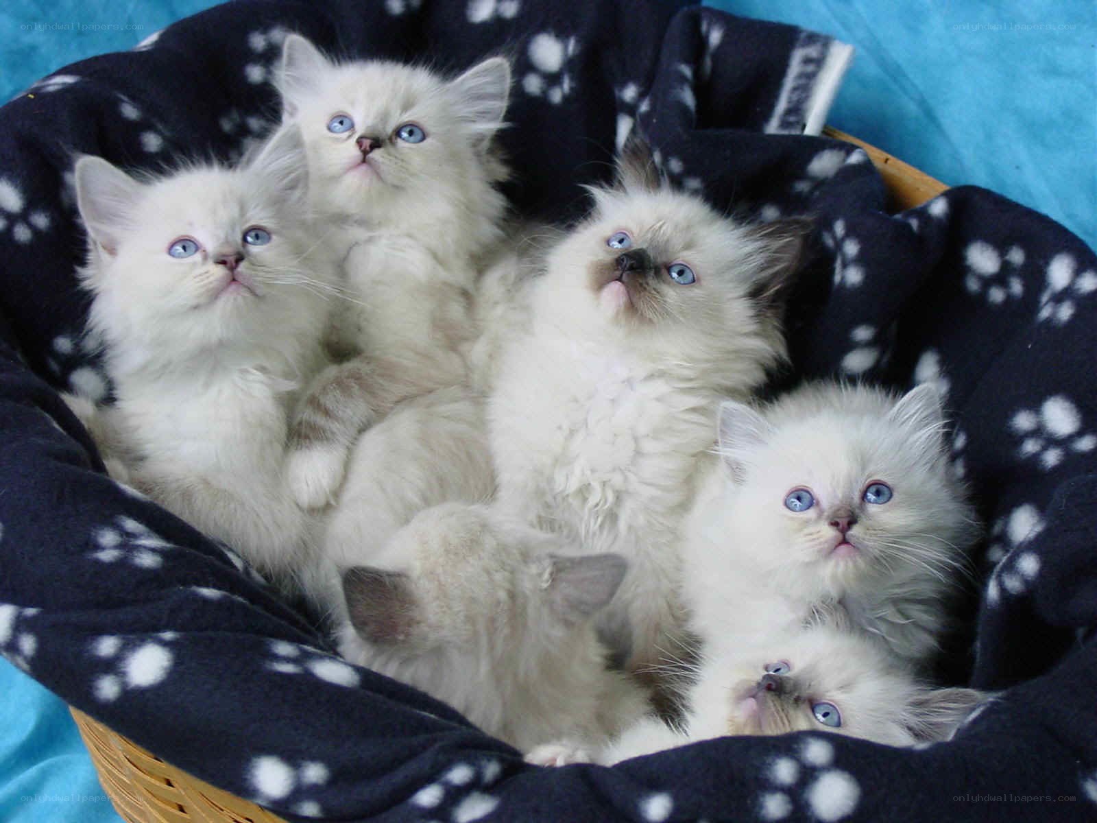 Fluffy kittens in a basket