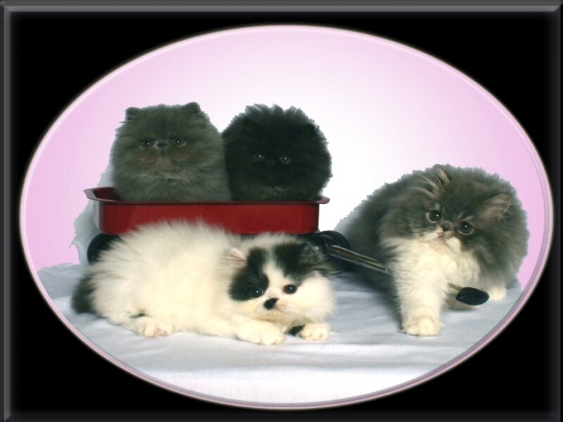 fluffy kittens in a wagon