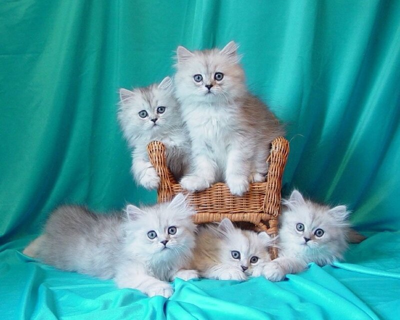 Fluffy Kittens in Basket — Teal