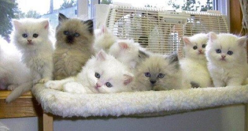 Fluffy Kittens in Basket — White, Calm, Morning