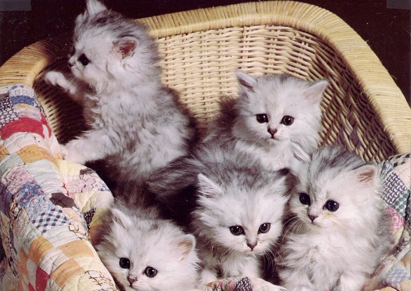 Fluffy Kittens in Basket — White, Calm