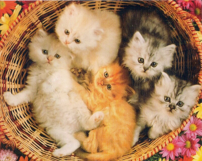 Fluffy Kittens in Basket — White