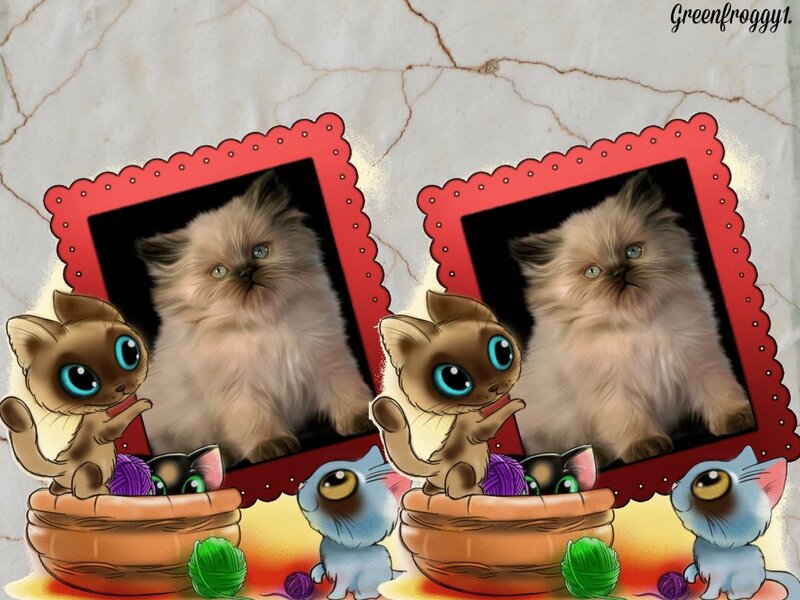 Fluffy Kittens in Baskets
