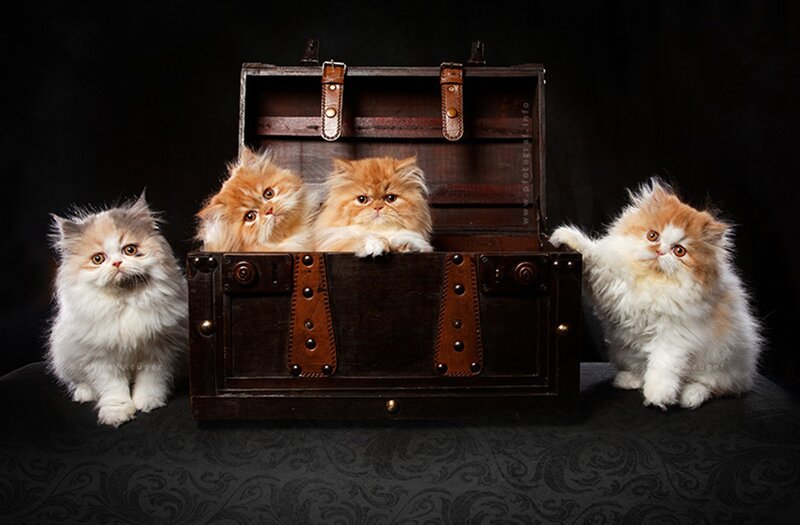 Fluffy Kittens in Chest