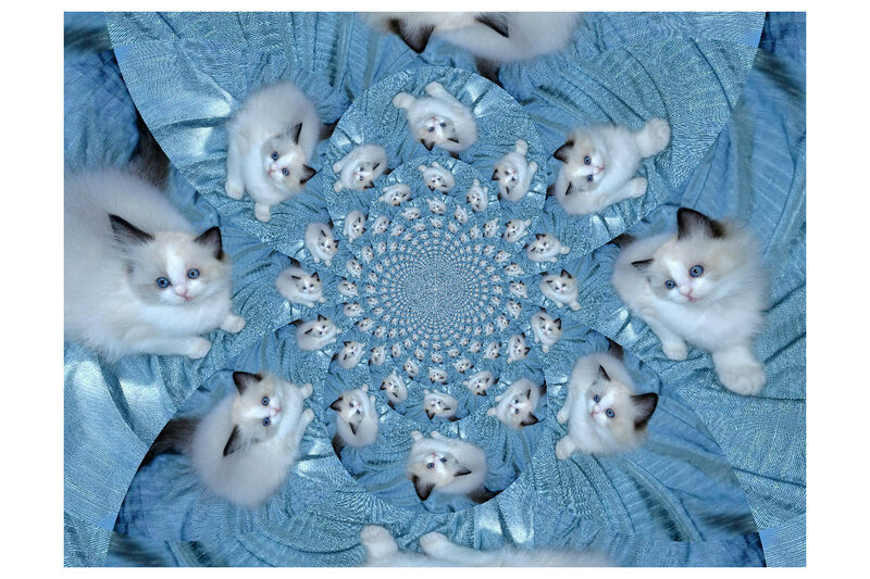Fluffy Kittens in Spiral