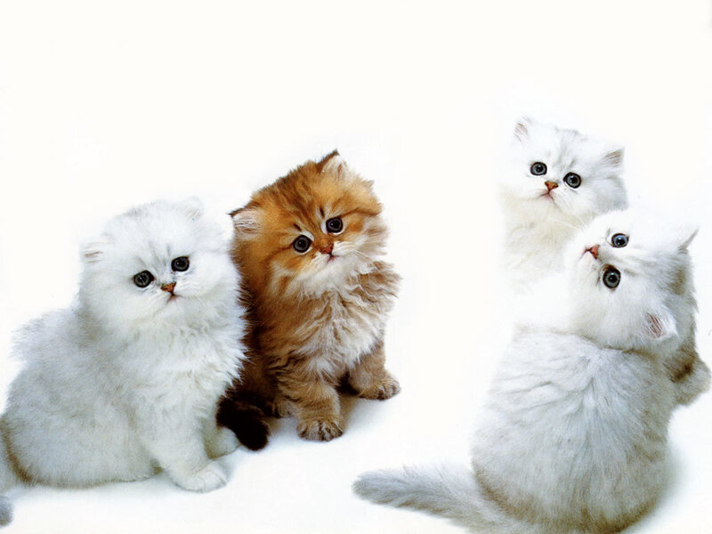 fluffy kittens on white