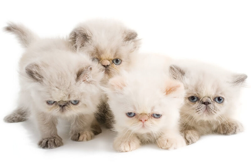fluffy kittens on white