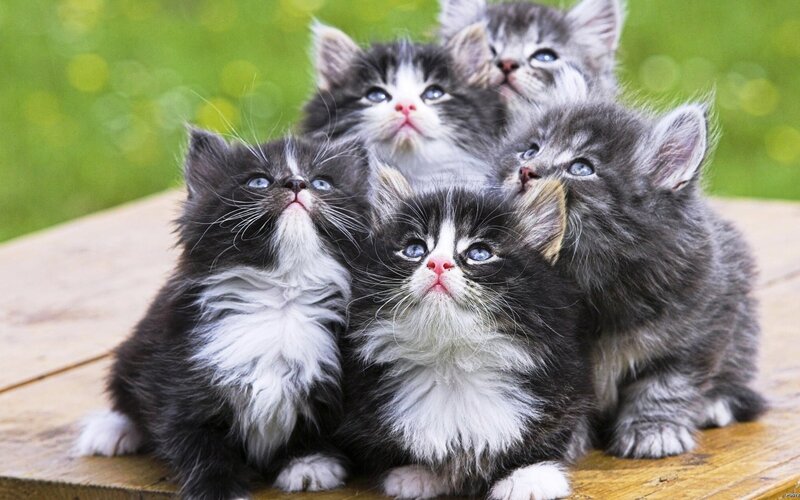 Fluffy Kittens on Wood — Gray, Curious