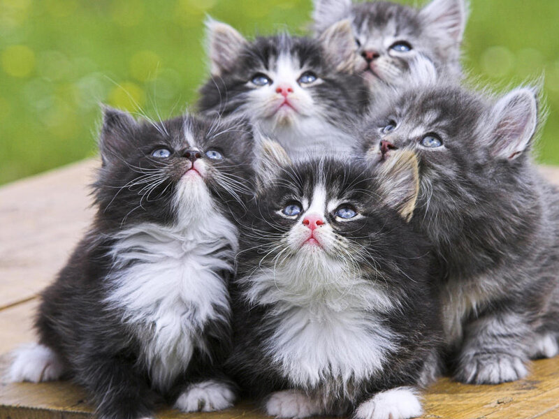 Fluffy Kittens on Wood
