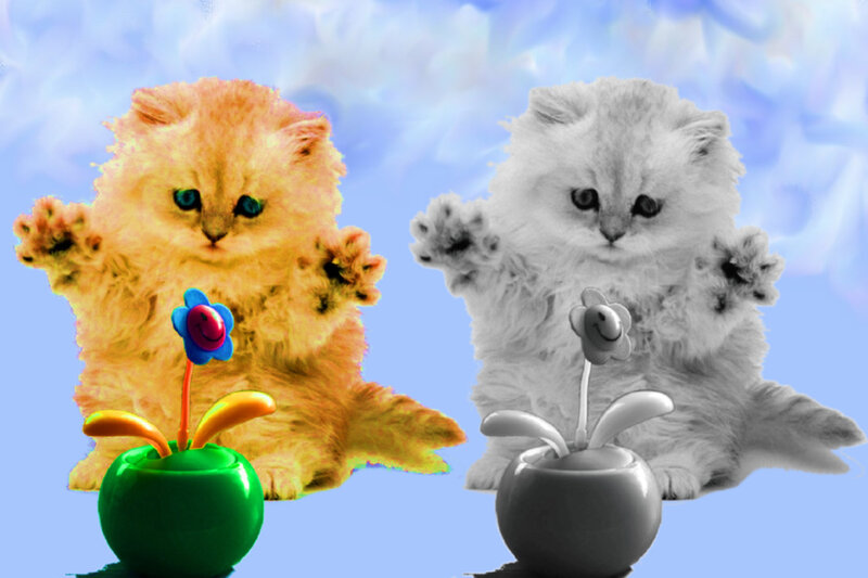Fluffy Kittens with Flowers — Blue