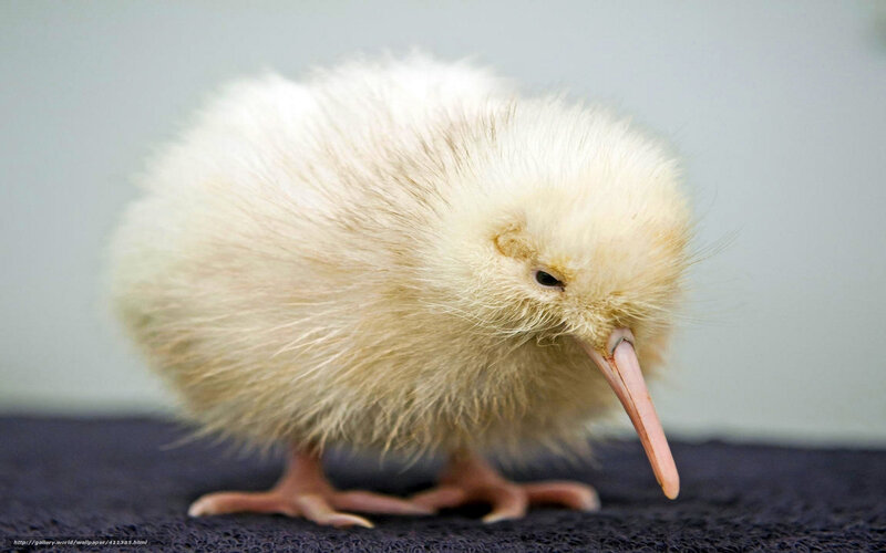 fluffy kiwi chick