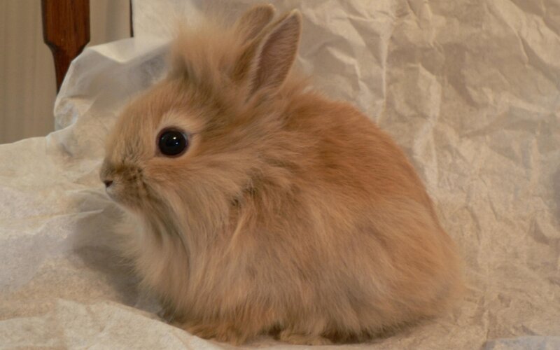 fluffy light brown bunny
