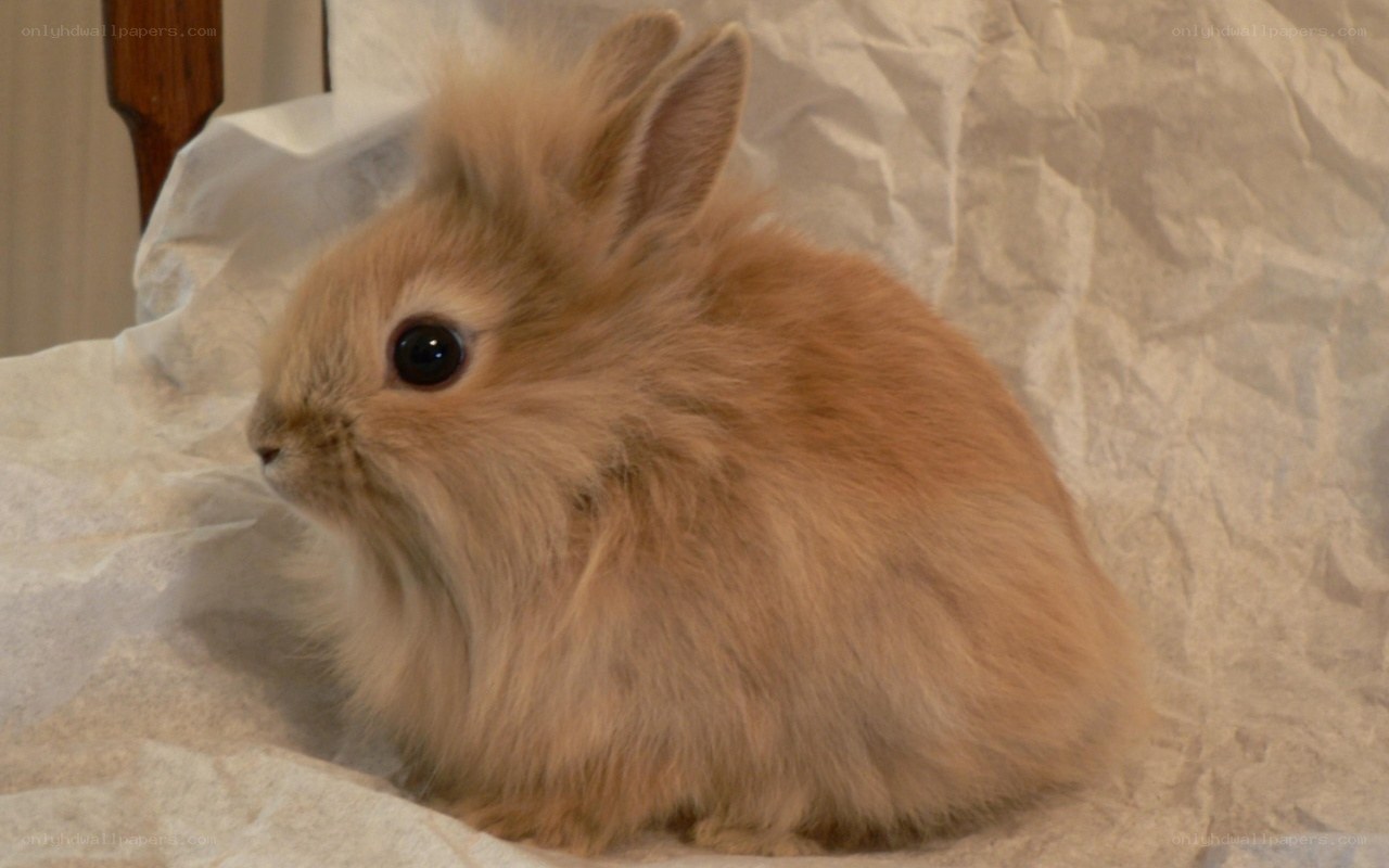 fluffy light brown bunny