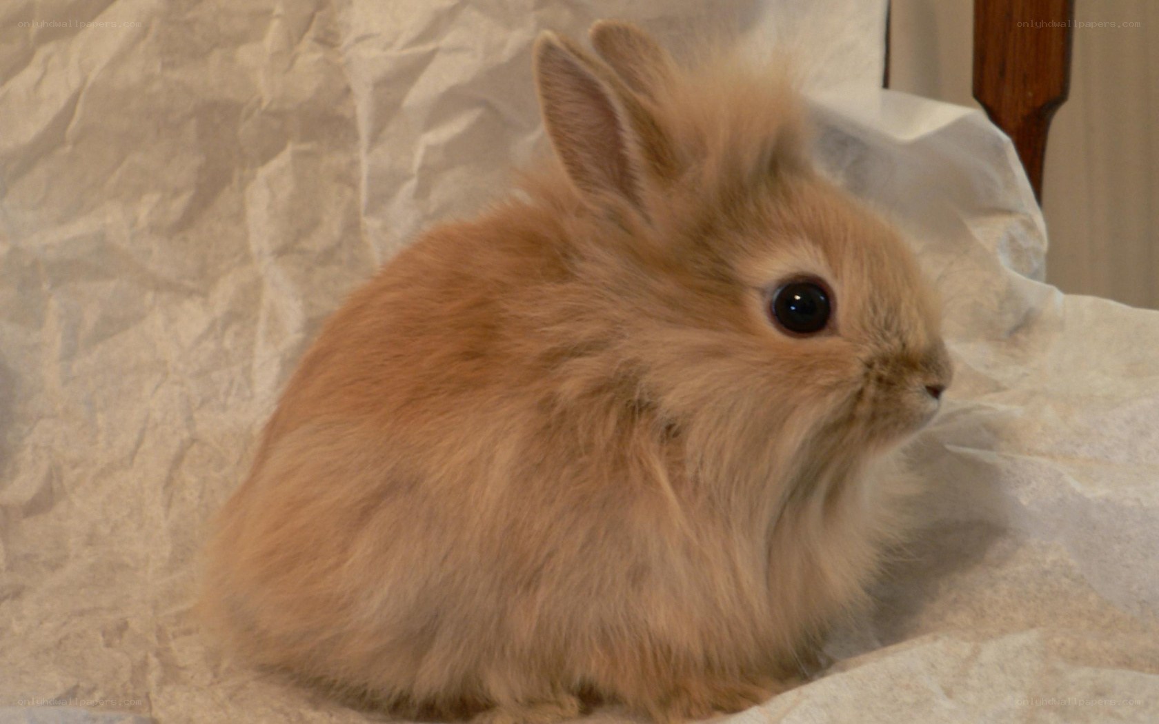 fluffy light brown bunny